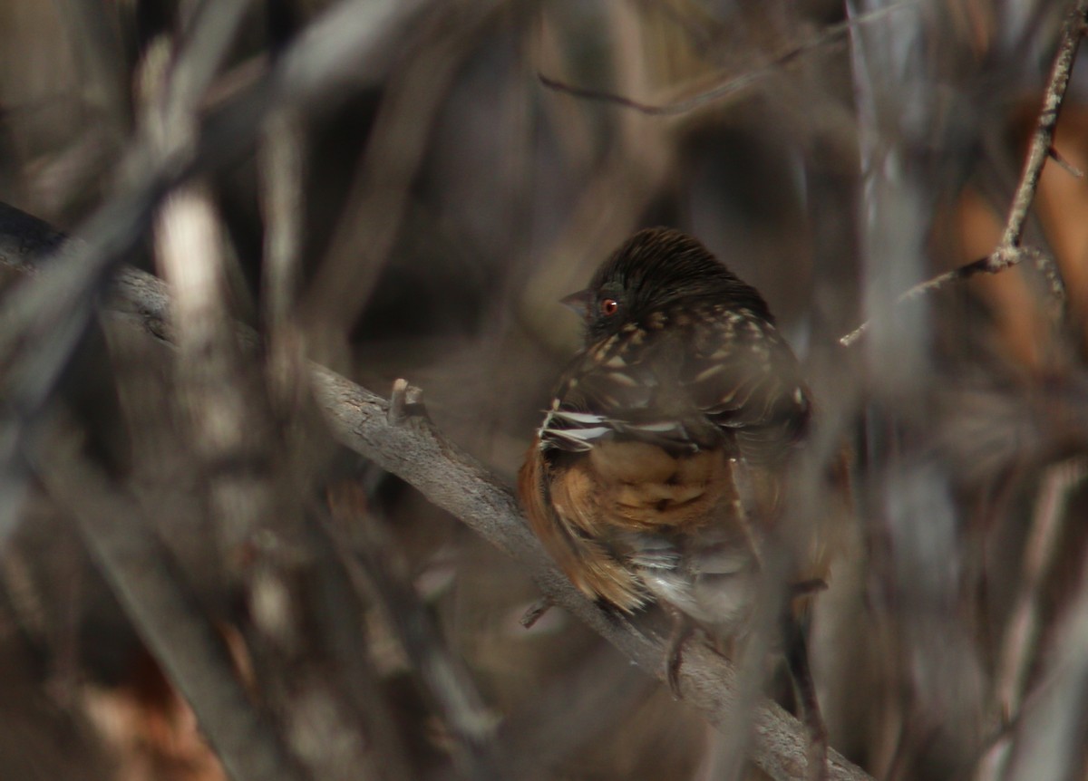 Spotted Towhee - ML646373713