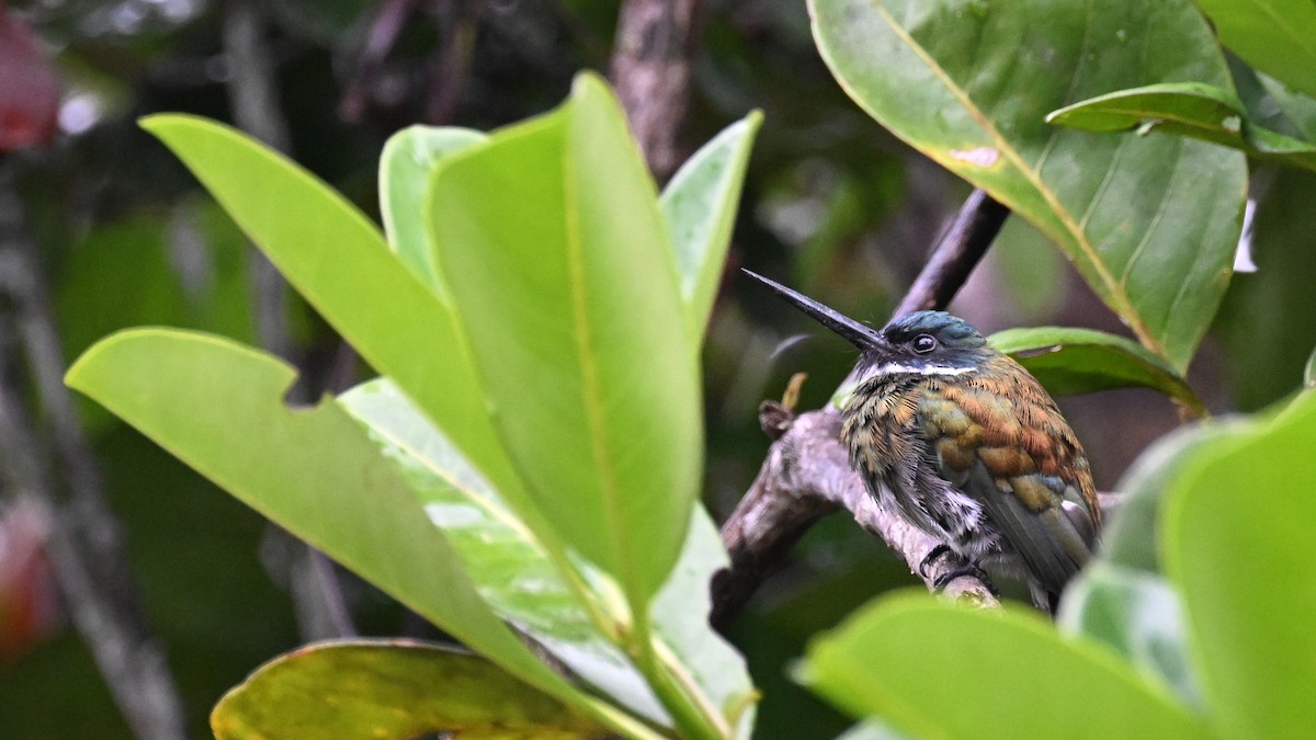 Bronzy Jacamar - ML646373714