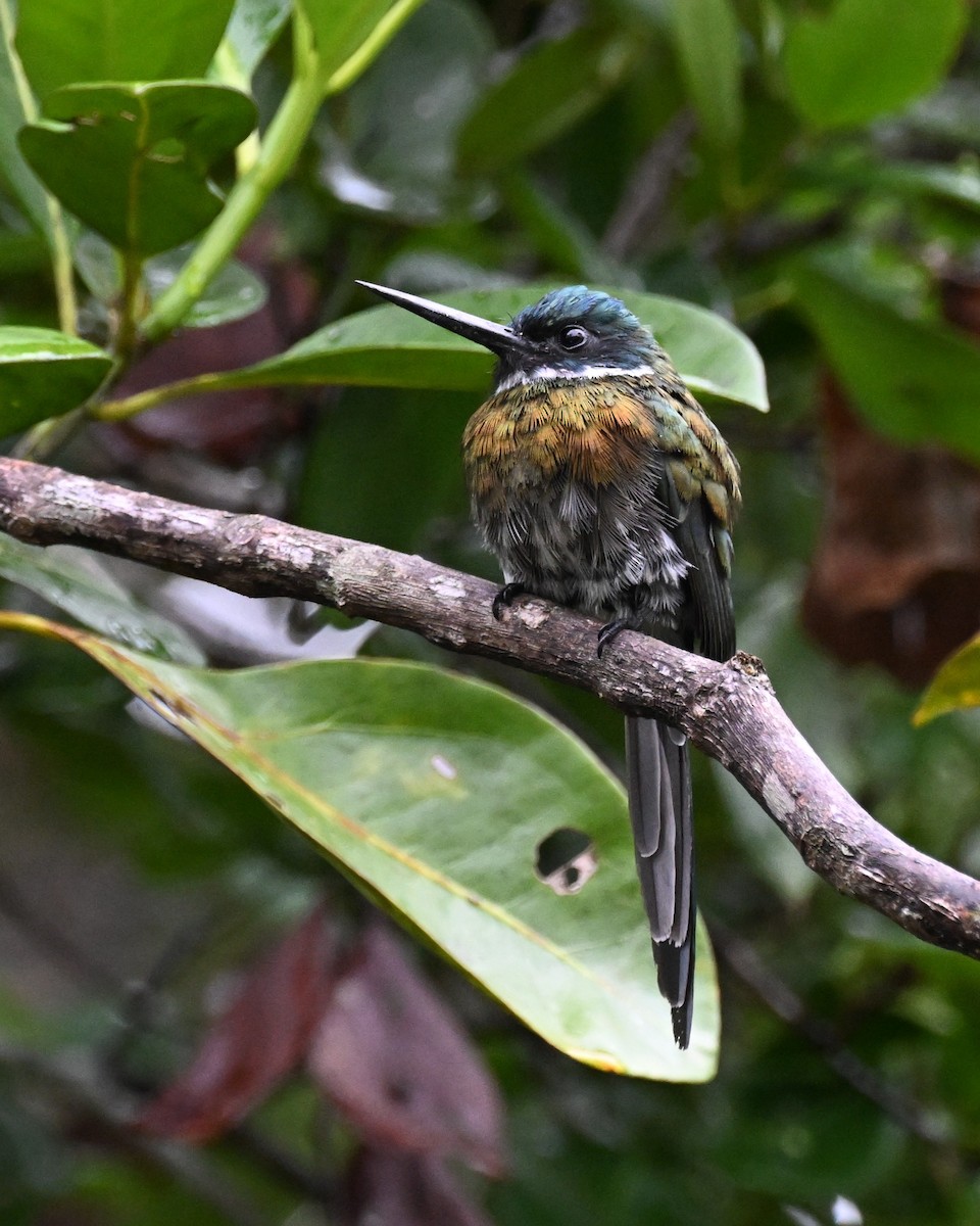 Bronzy Jacamar - ML646373715