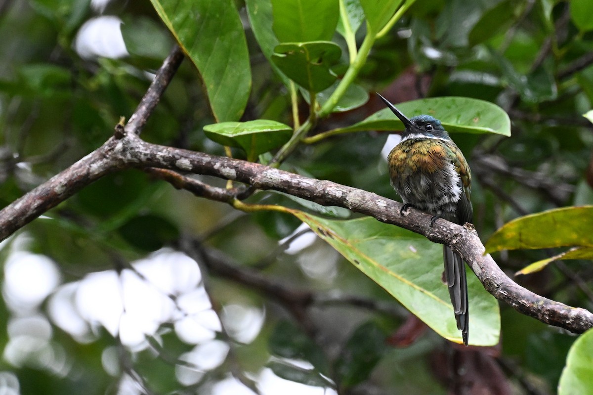 Bronzy Jacamar - ML646373716