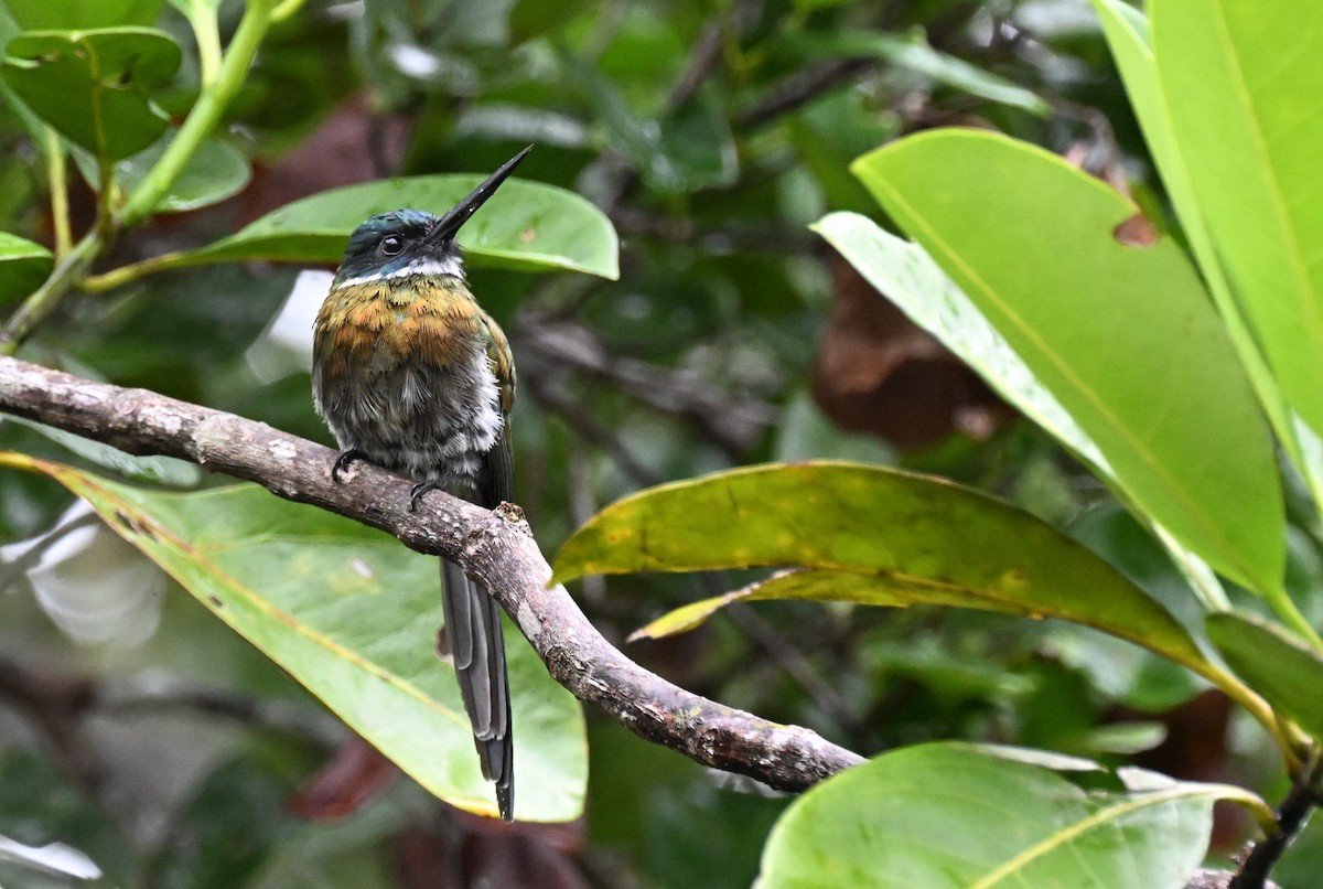 Bronzy Jacamar - ML646373717