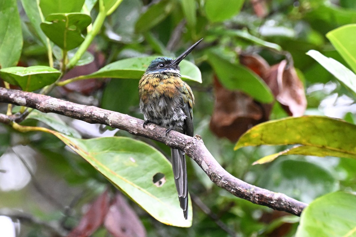 Bronzy Jacamar - ML646373718