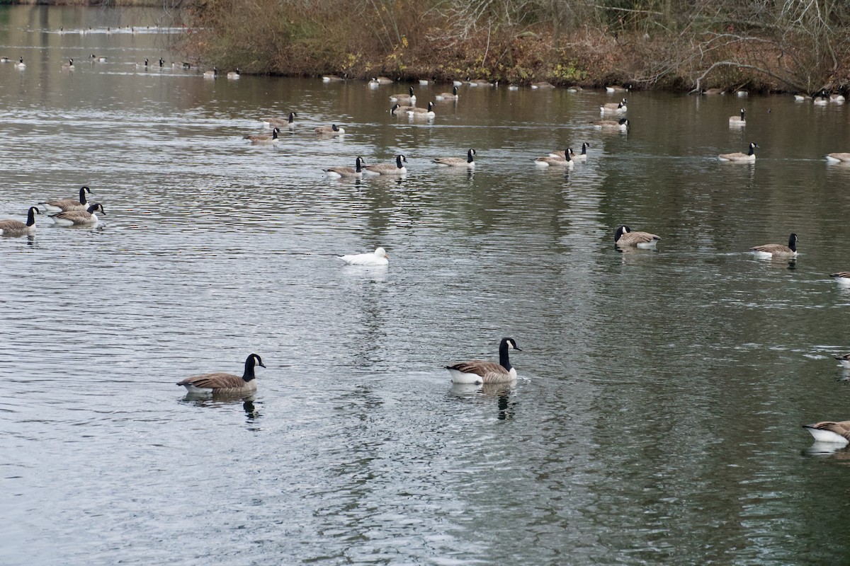 Canada Goose - ML646373719