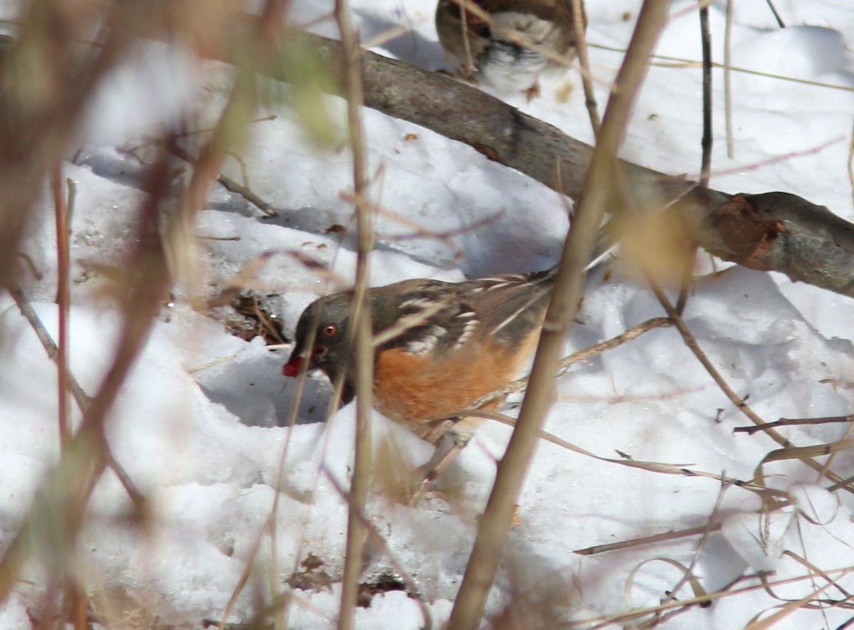 Spotted Towhee - ML646373722