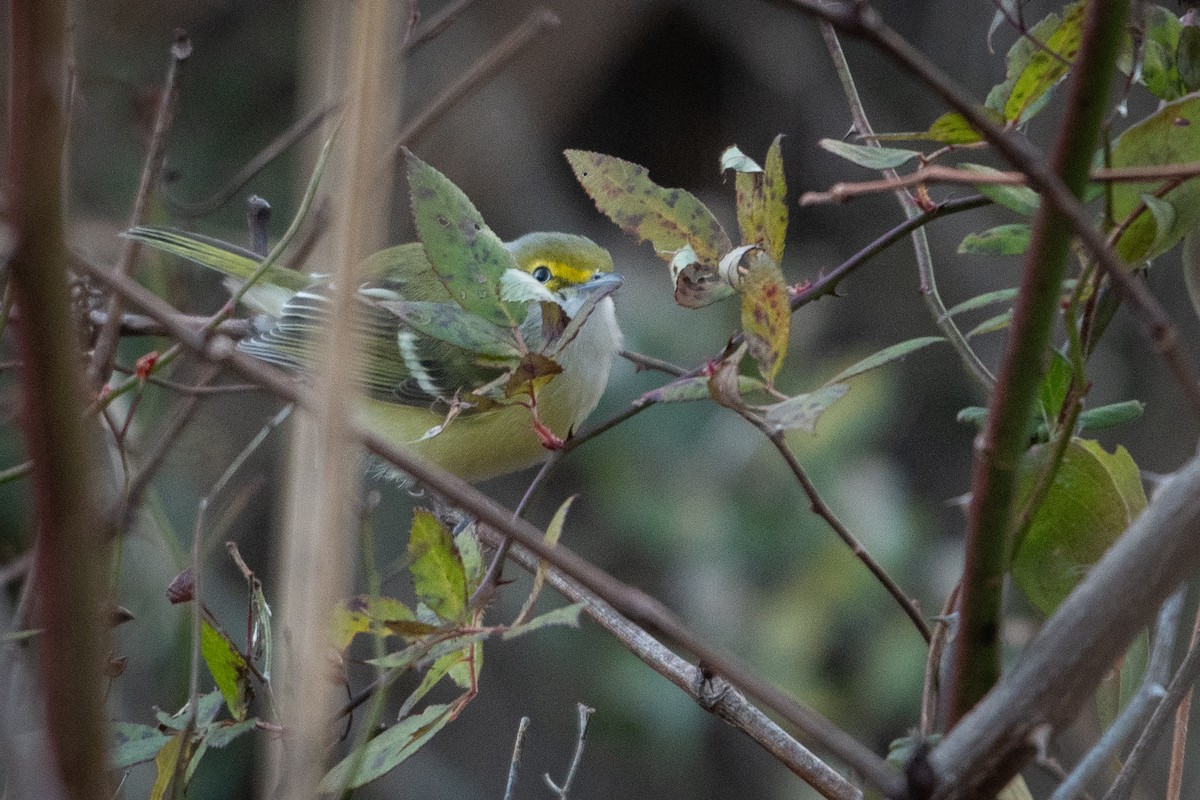 White-eyed Vireo - ML646373723