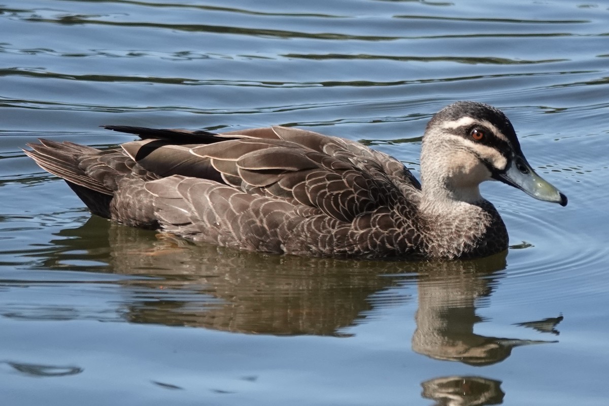 Pacific Black Duck - ML646373729