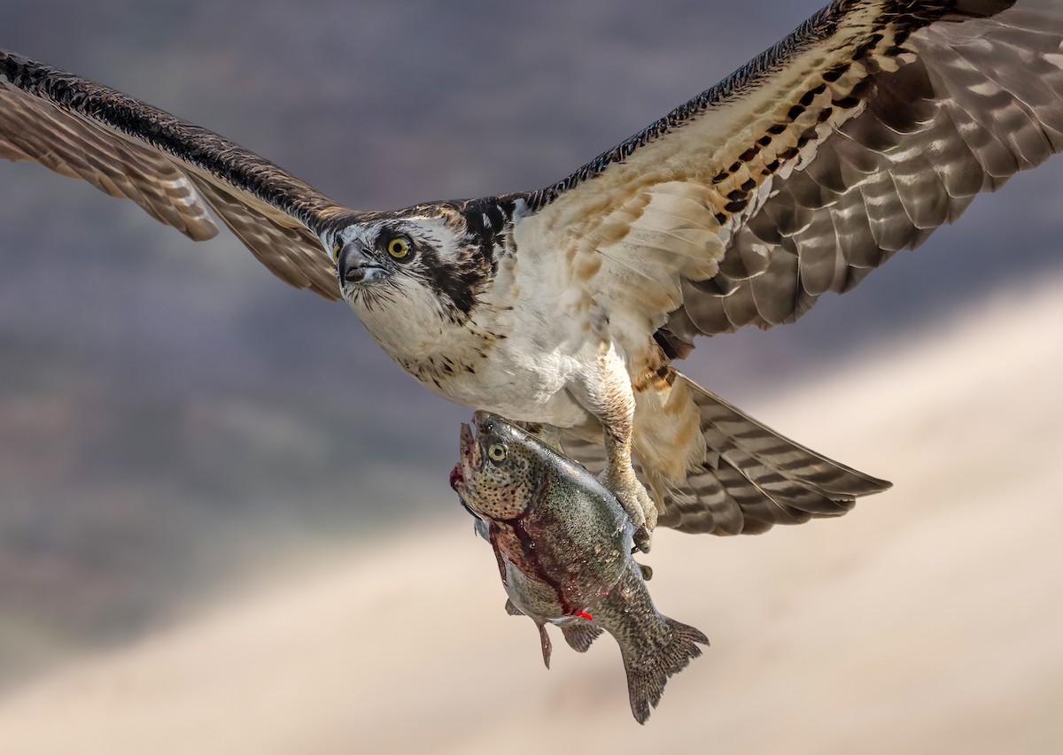 Osprey - ML646373732