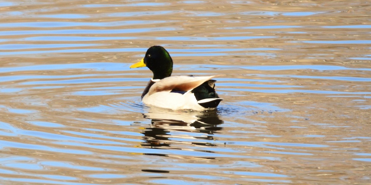 Canard colvert - ML646373733
