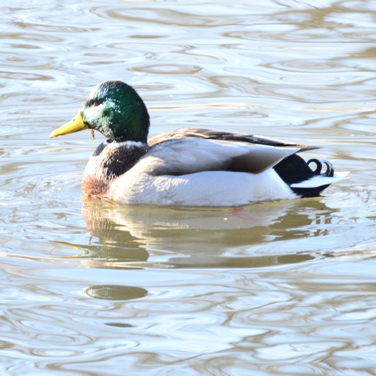 Canard colvert - ML646373734