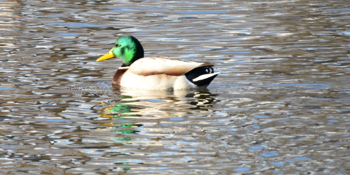 Canard colvert - ML646373735