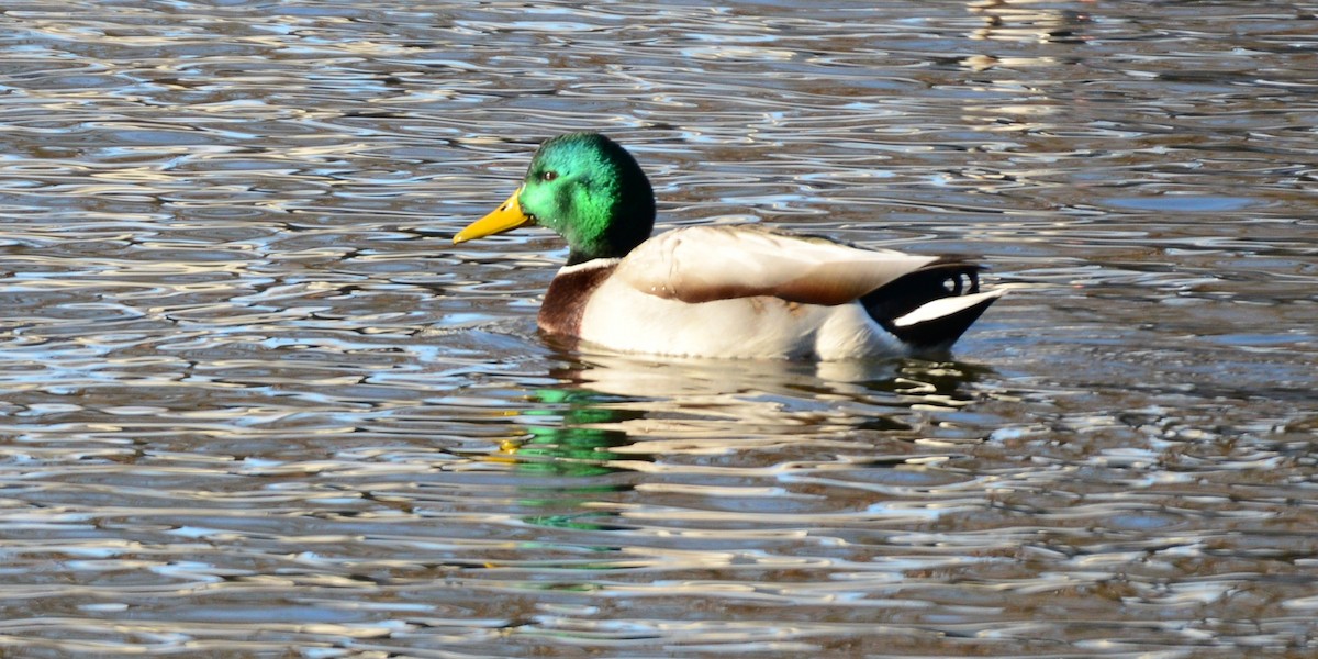 Canard colvert - ML646373736