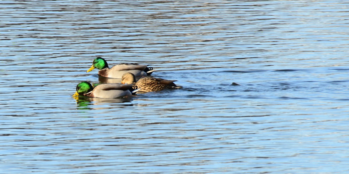 Canard colvert - ML646373737