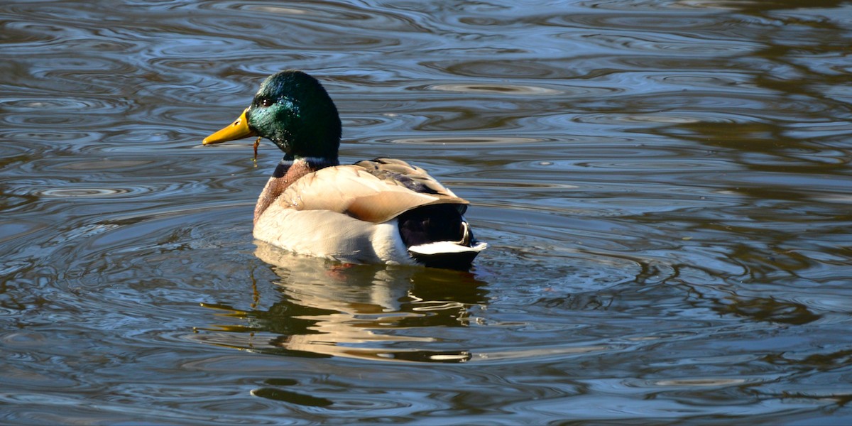 Canard colvert - ML646373738