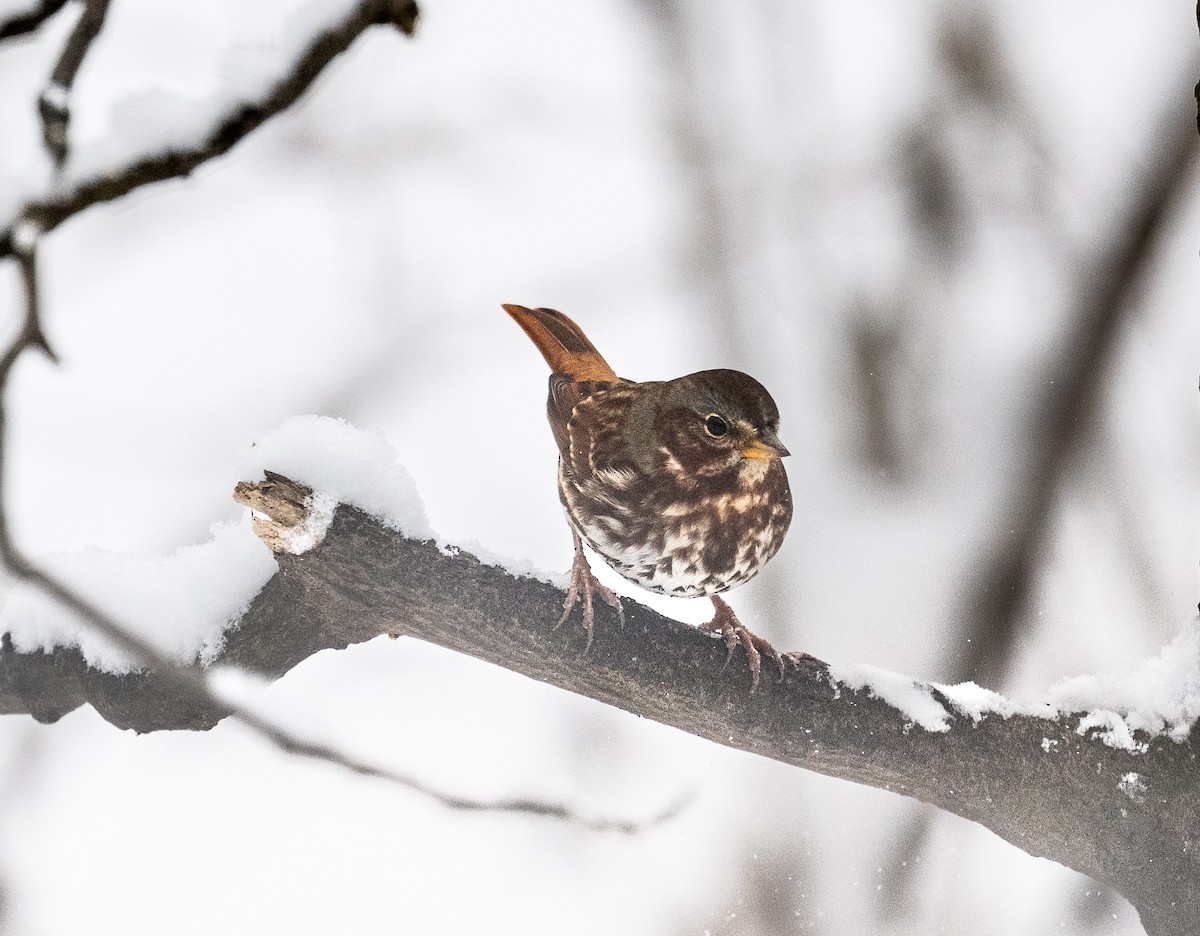 Fox Sparrow - ML646373739