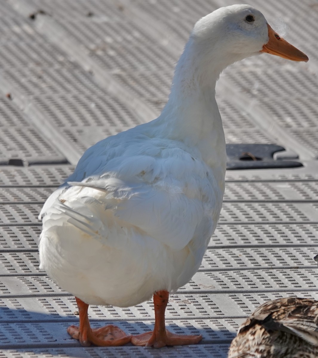 Mallard (Domestic type) - ML646373740