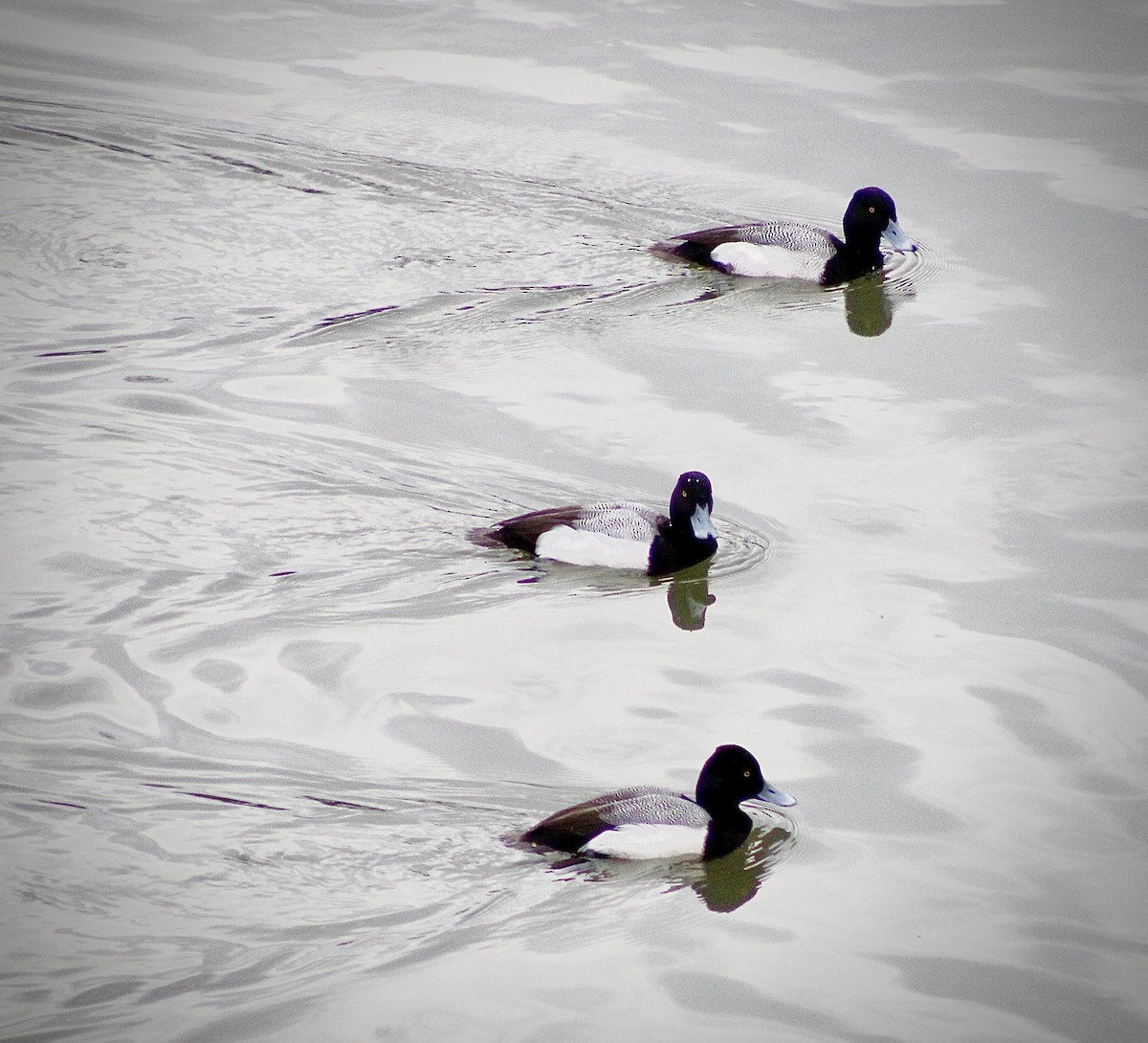 Lesser Scaup - ML646373741