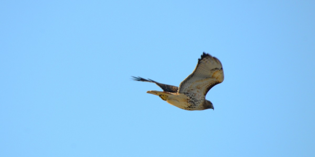 Buse à queue rousse - ML646373742