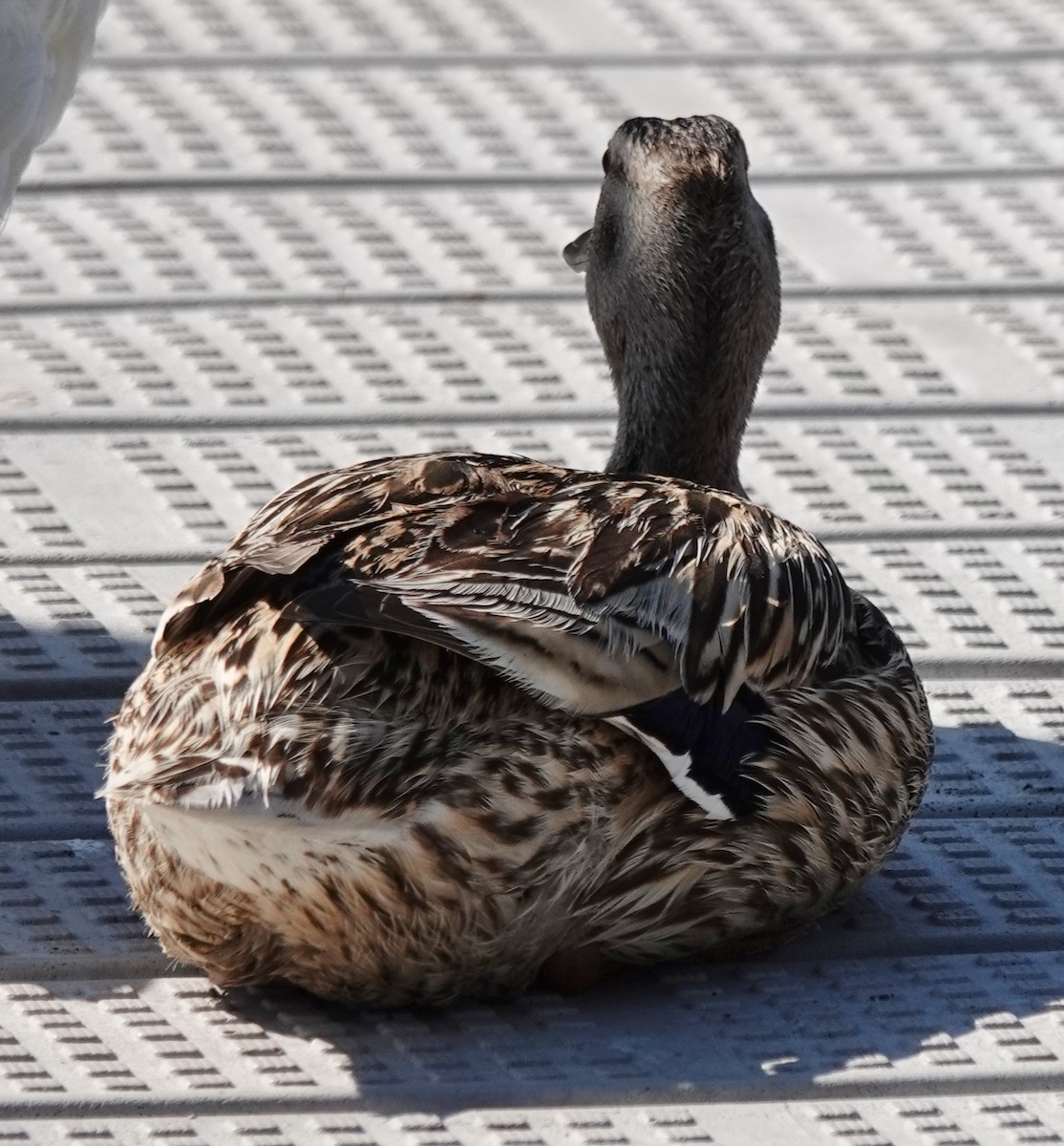 Pacific Black Duck x Mallard (hybrid) - ML646373744