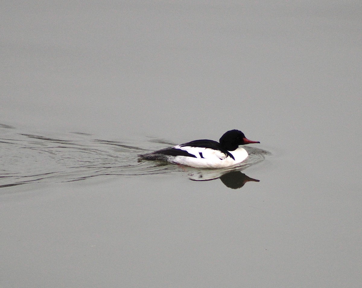 Common Merganser - ML646373745