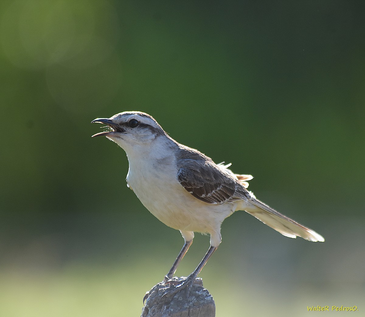 Chalk-browed Mockingbird - ML646373746