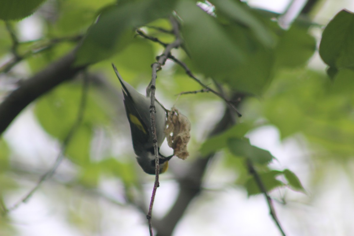 Golden-winged Warbler - ML646373749