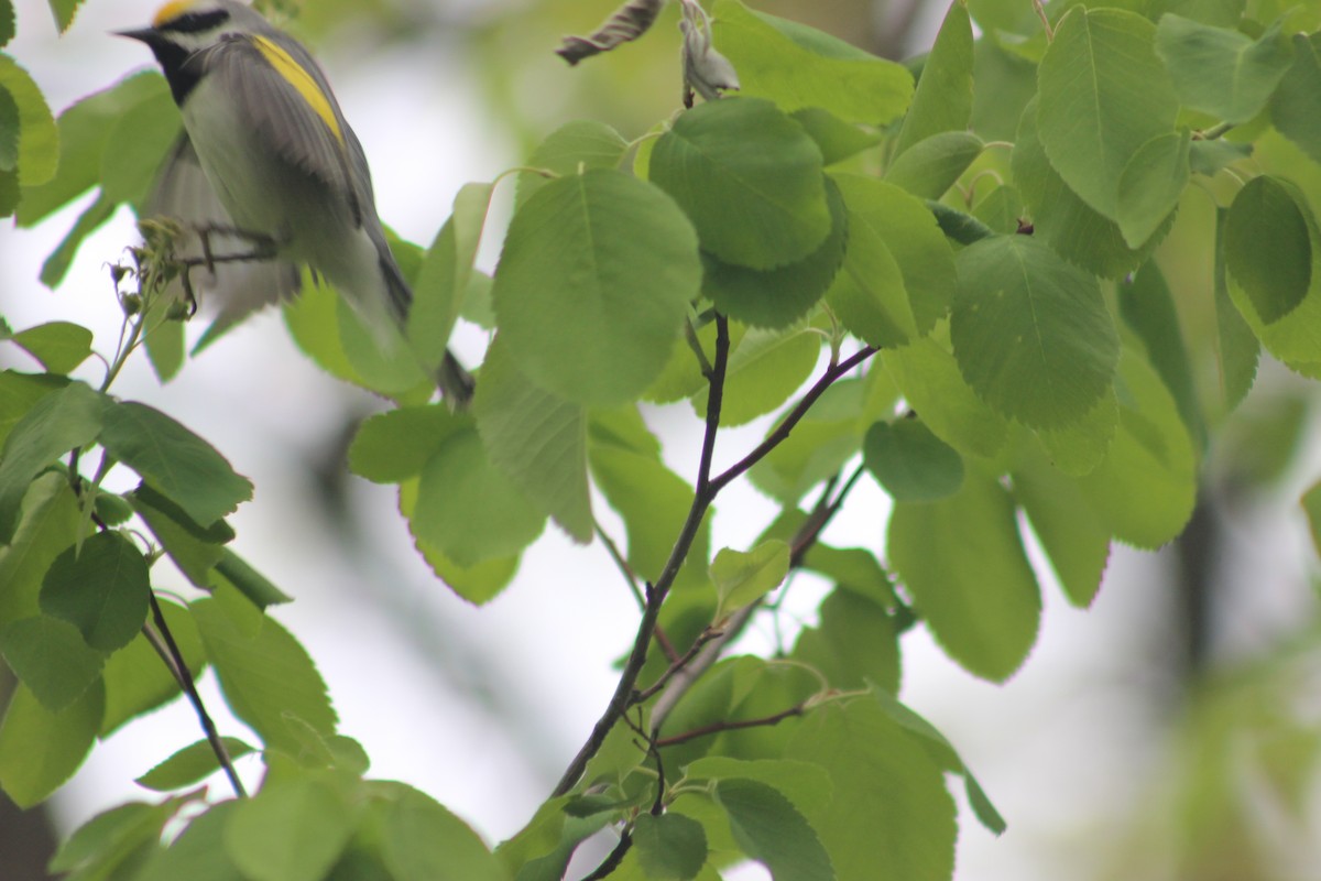 Golden-winged Warbler - ML646373750