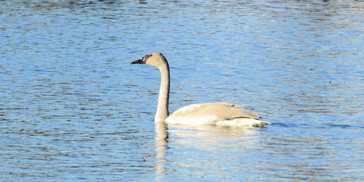 Cygne trompette ou C. siffleur - ML646373751