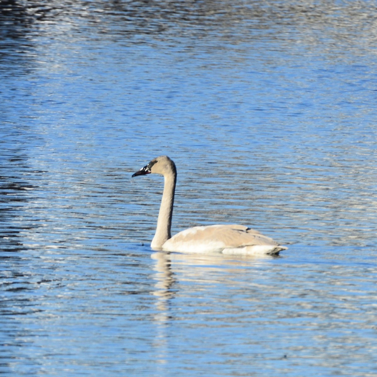 Cygne trompette ou C. siffleur - ML646373752