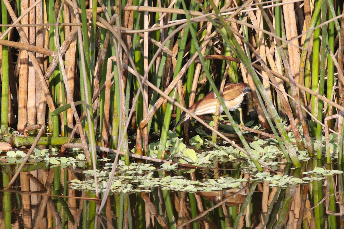 Least Bittern - ML646373753