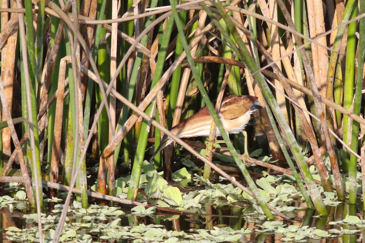Least Bittern - ML646373754