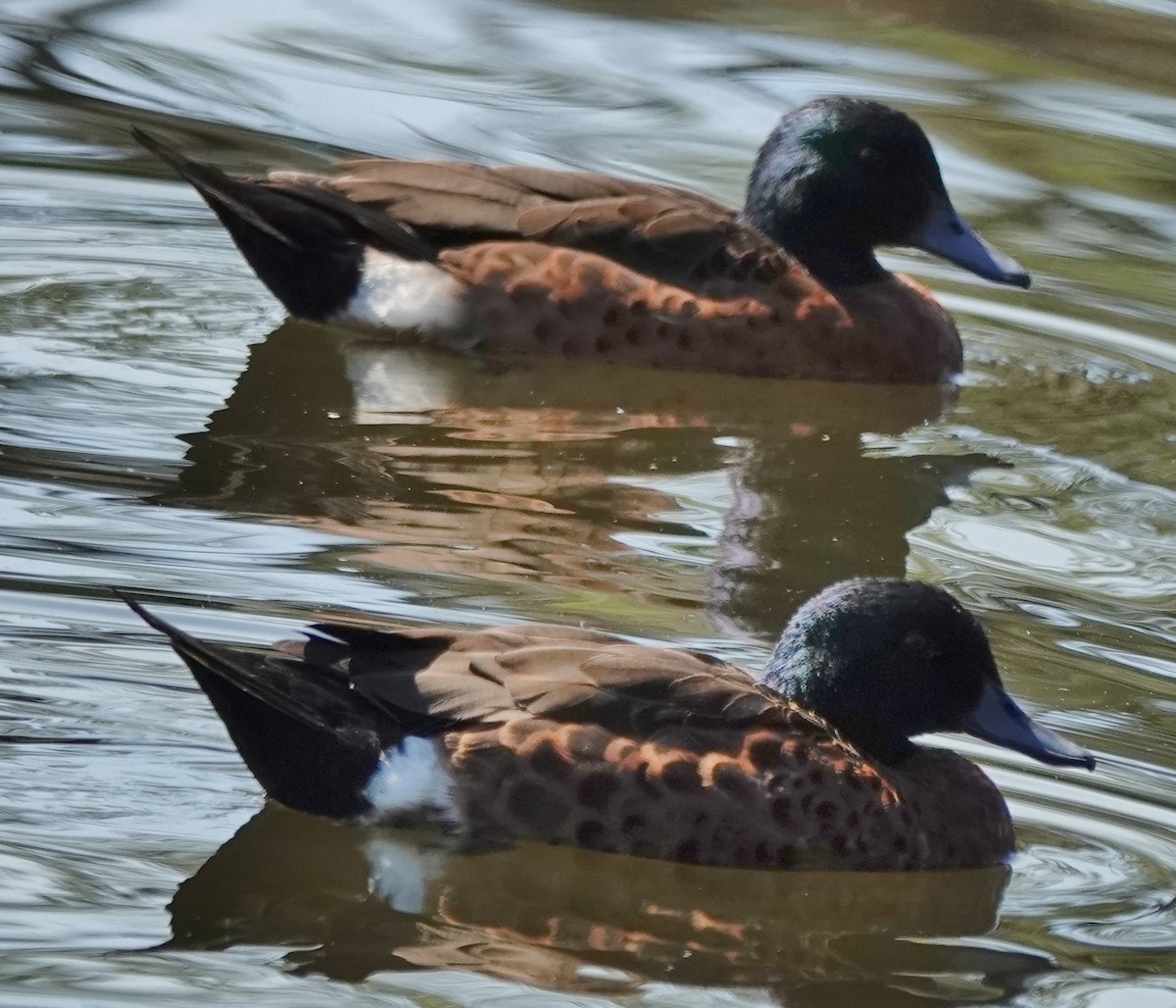 Chestnut Teal - ML646373755
