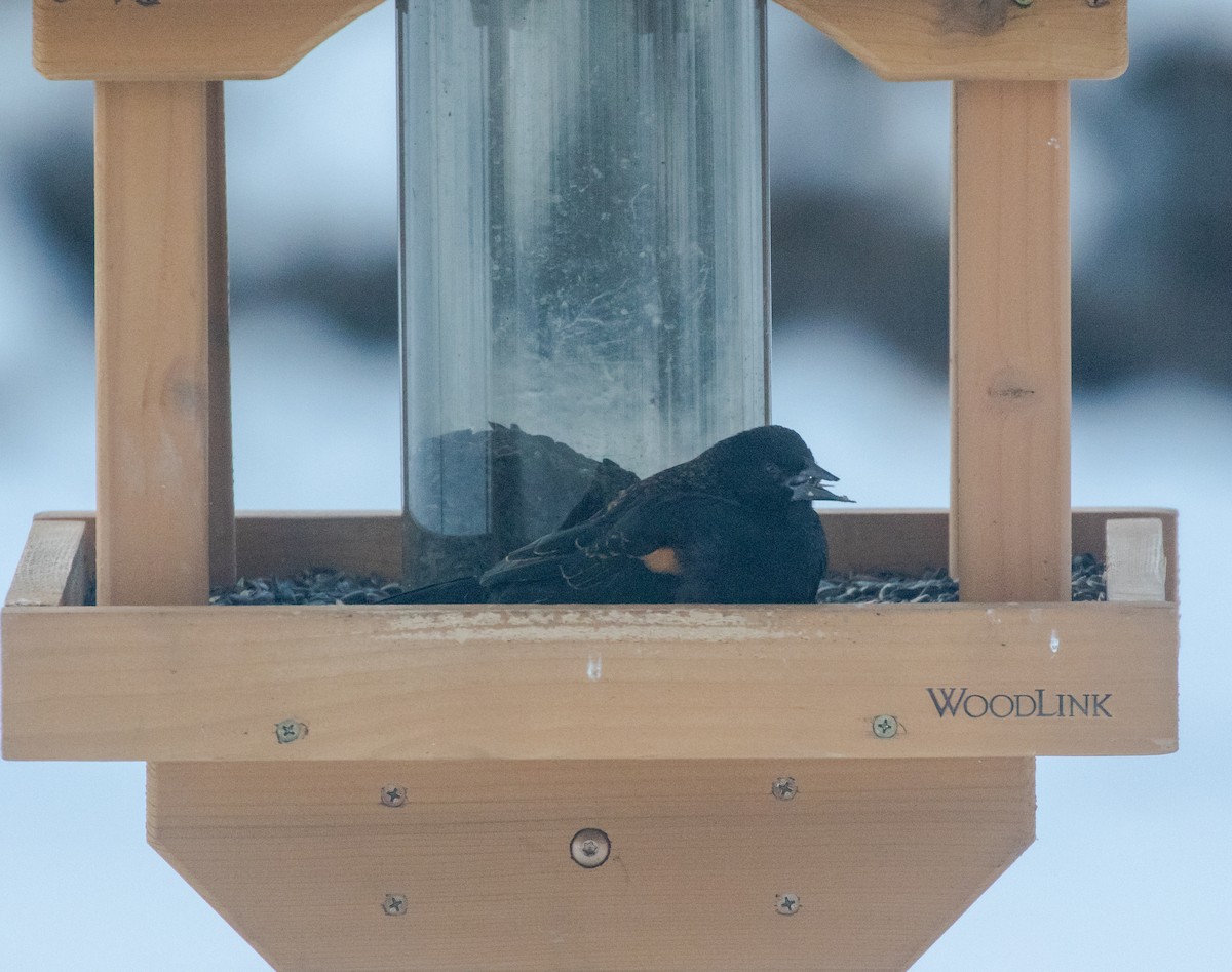 Red-winged Blackbird - ML646373756