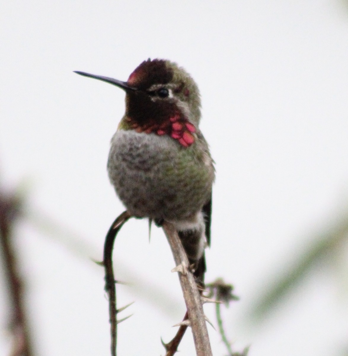 Anna's Hummingbird - ML646373757