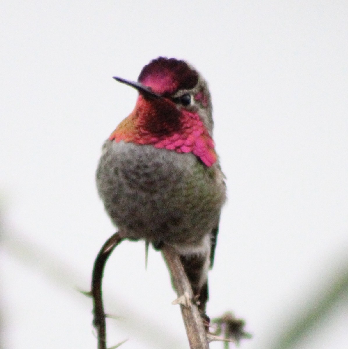 Anna's Hummingbird - ML646373758