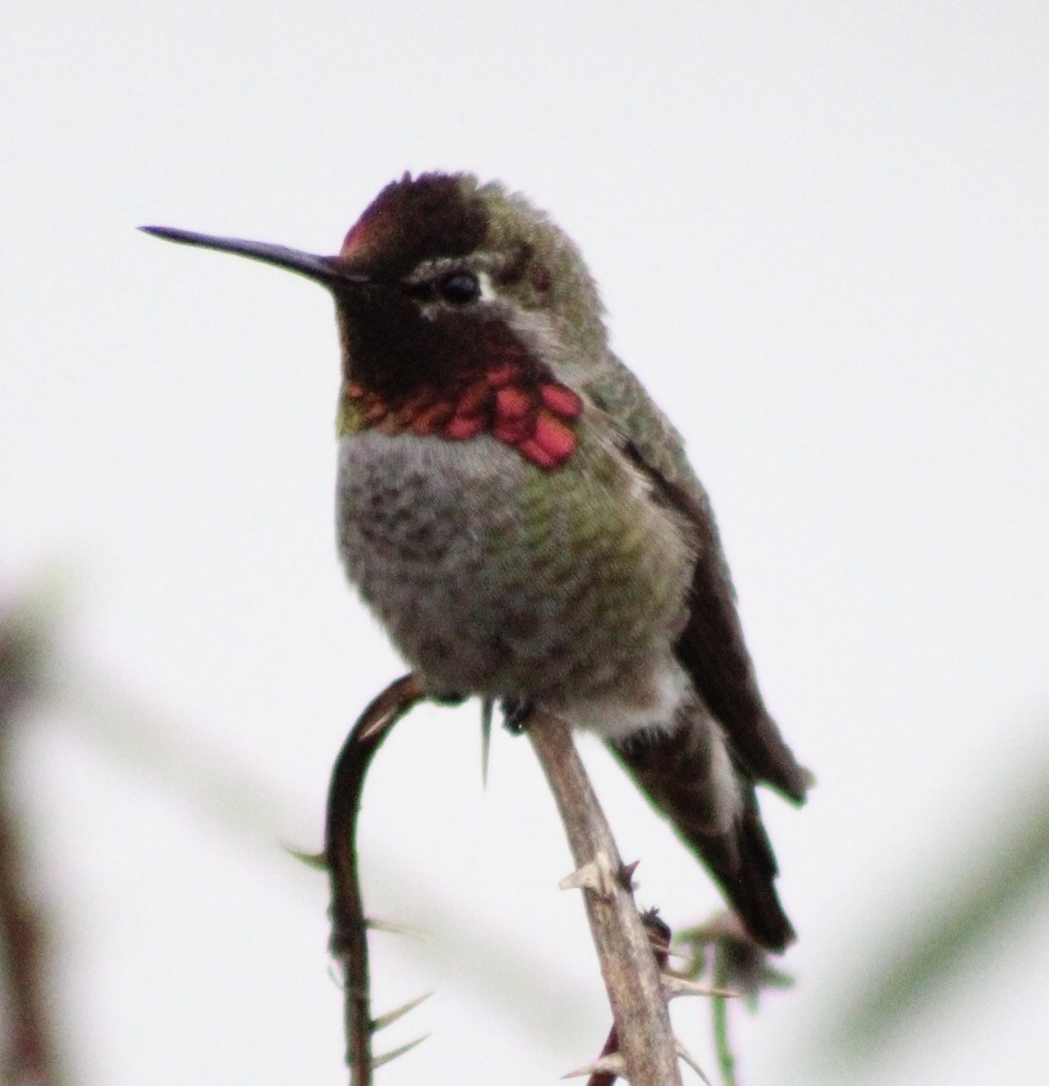 Anna's Hummingbird - ML646373759
