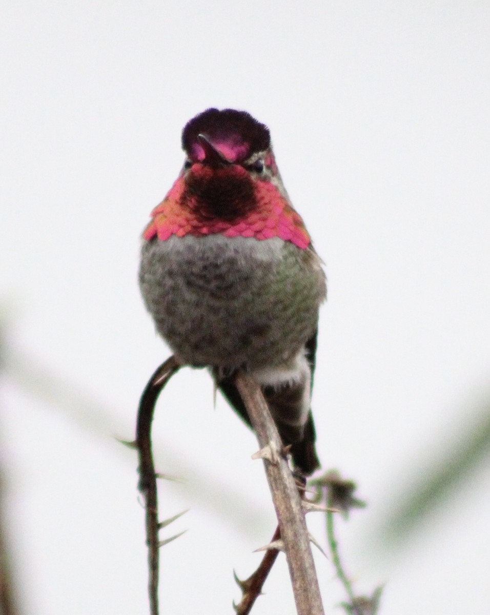 Anna's Hummingbird - ML646373760