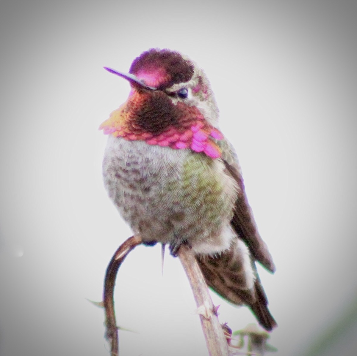Anna's Hummingbird - ML646373761