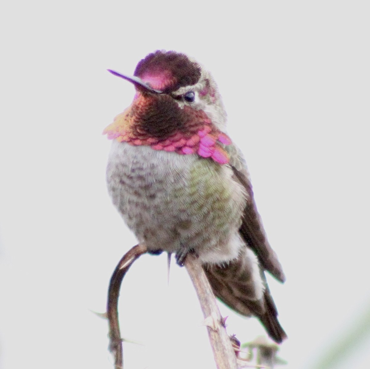 Anna's Hummingbird - ML646373762