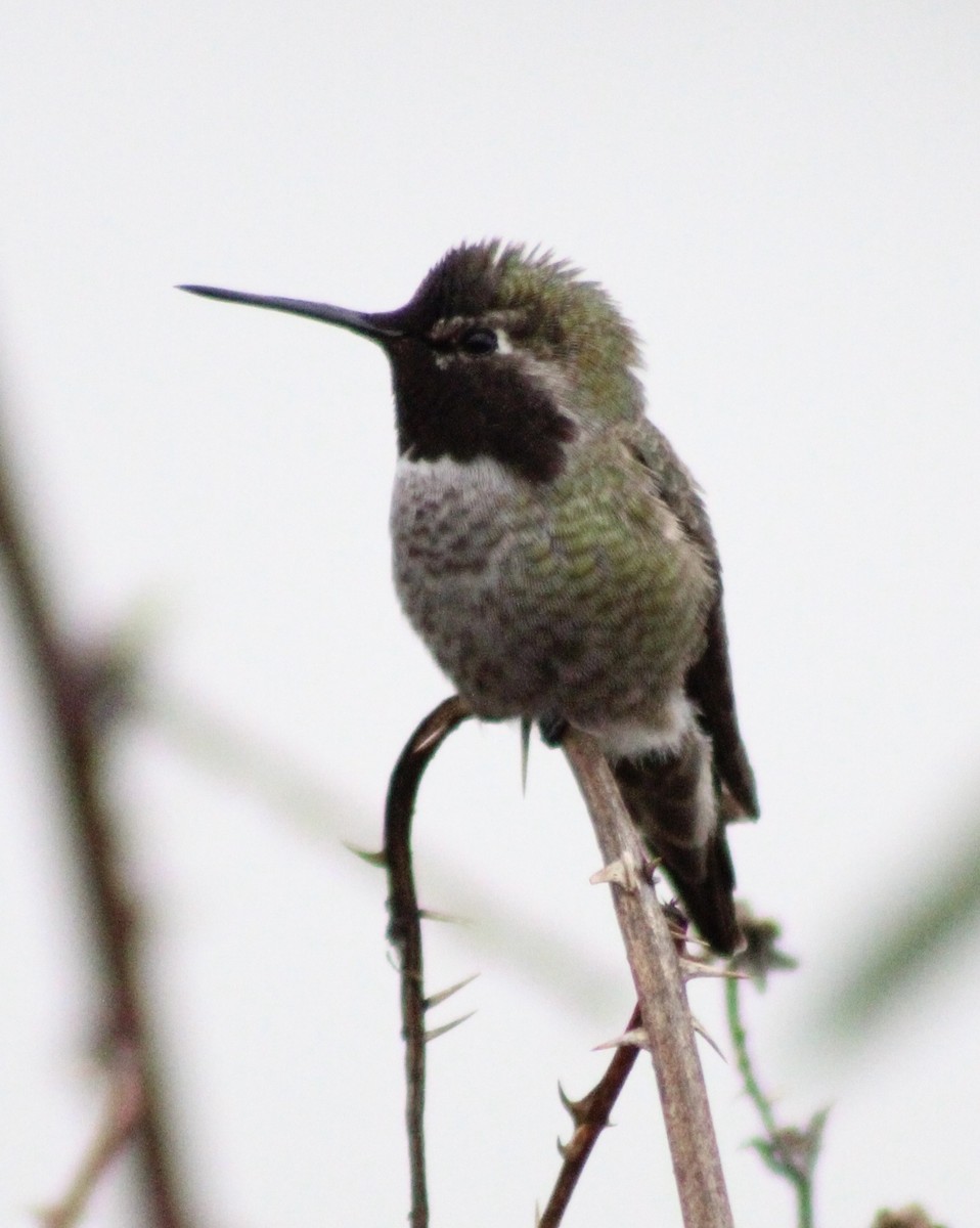 Anna's Hummingbird - ML646373763