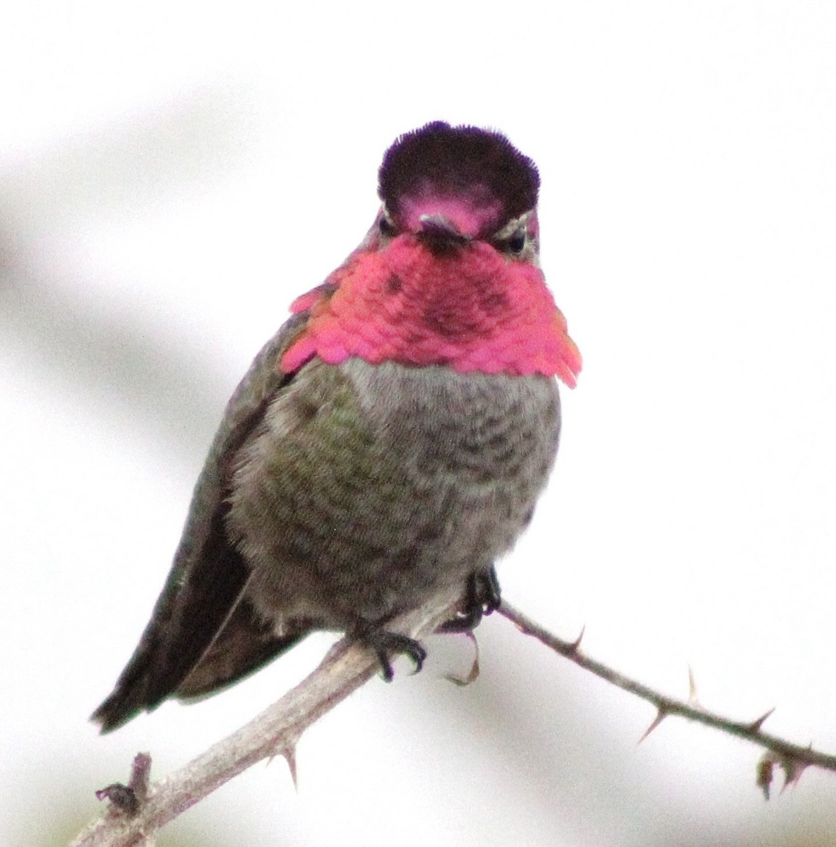 Anna's Hummingbird - ML646373764
