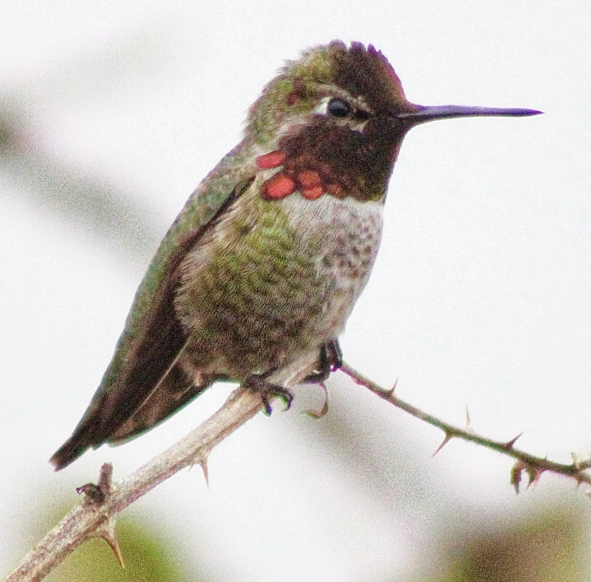 Anna's Hummingbird - ML646373765