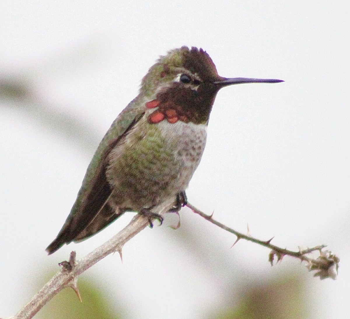 Anna's Hummingbird - ML646373766
