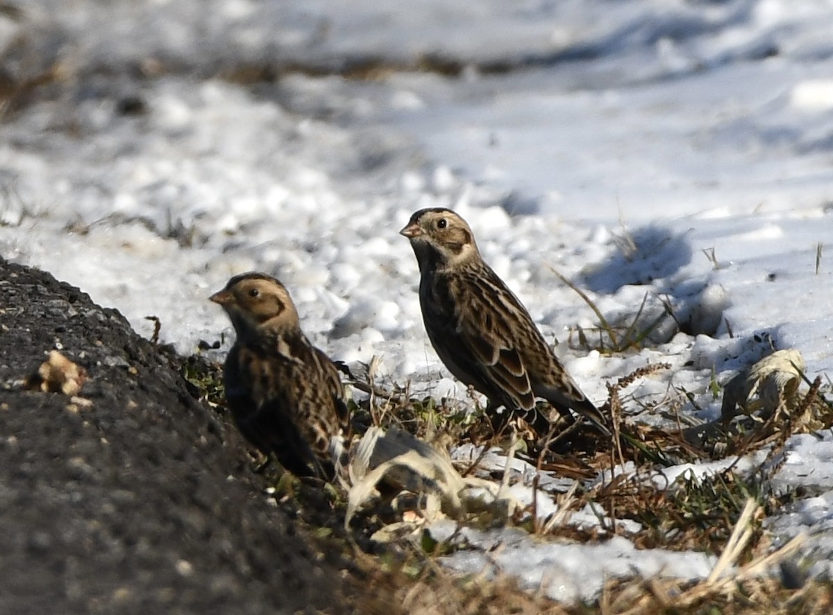 Zigolo della Lapponia - ML646373767