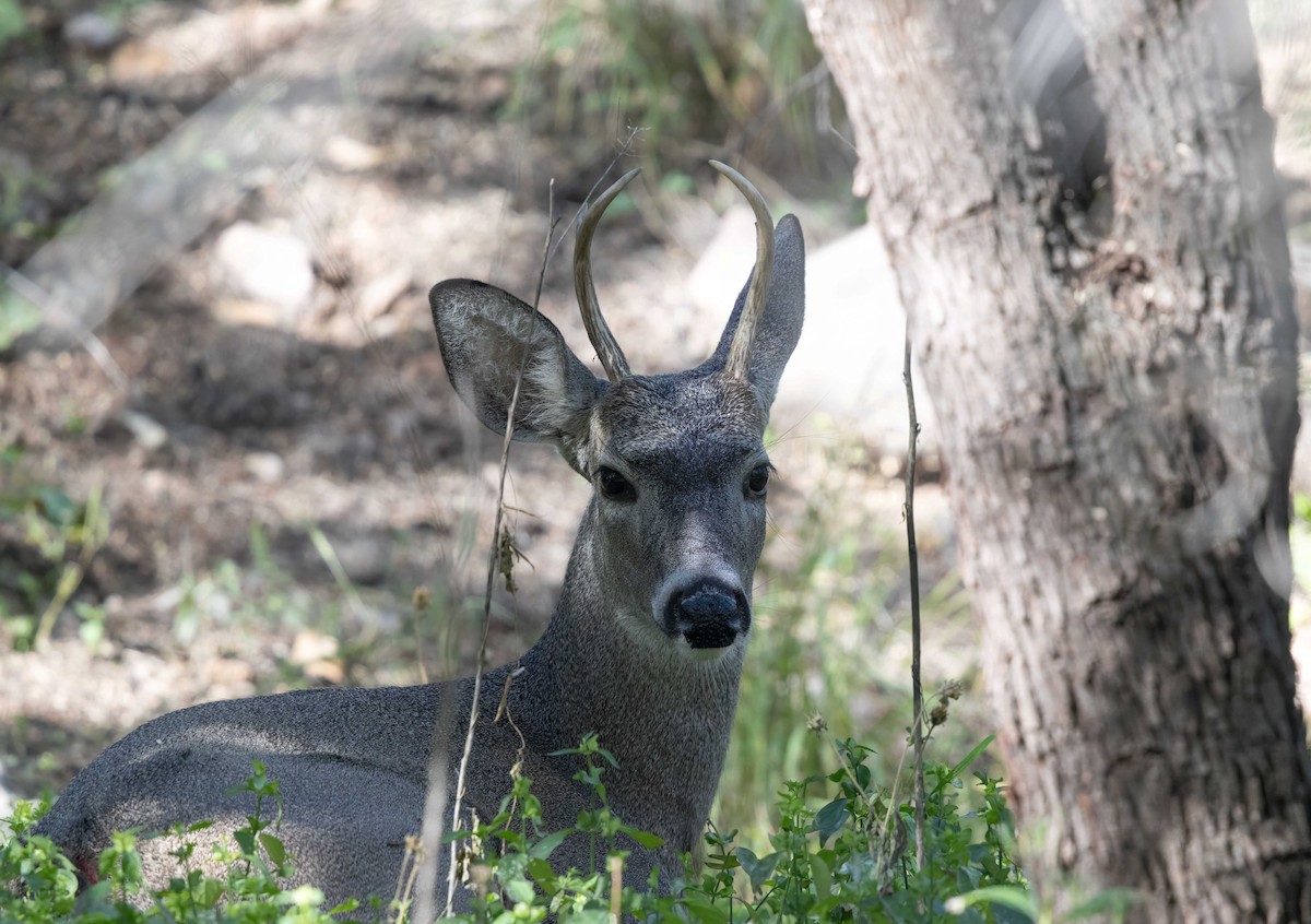 Animals - ML646373768