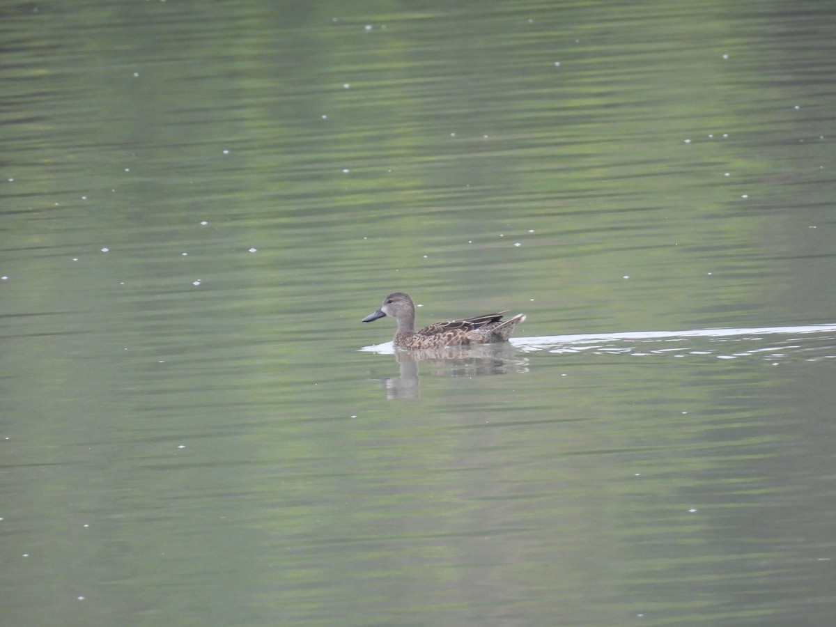 Blue-winged Teal - ML646373769