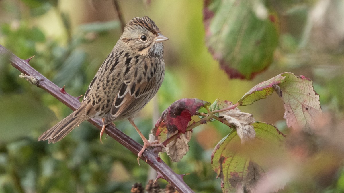 Lincoln's Sparrow - ML646373771
