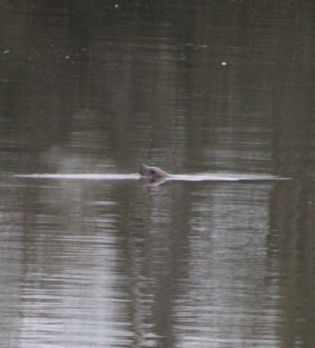 Animals - ML646373772