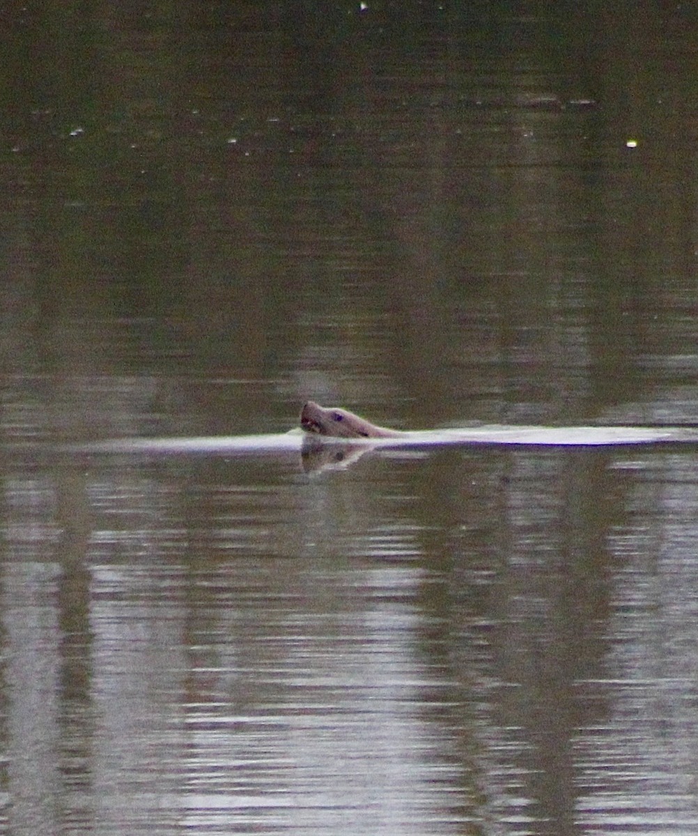 Animals - ML646373773