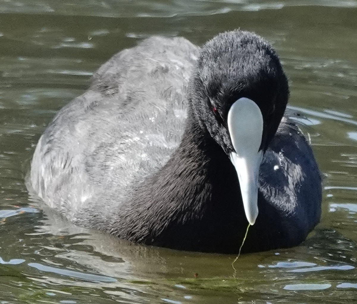Eurasian Coot - ML646373774
