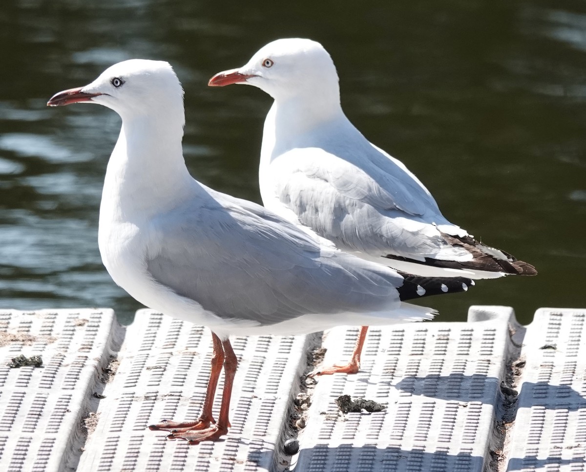 Silver Gull (Silver) - ML646373777